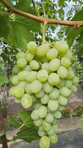 Сахарные капли (Рататуй)