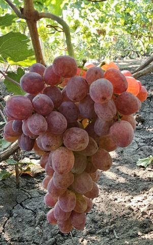 Банзай ( кишмыш)