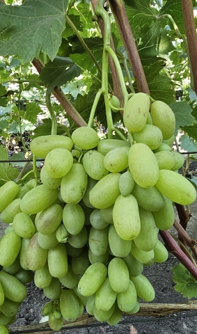 Приморский бульвар