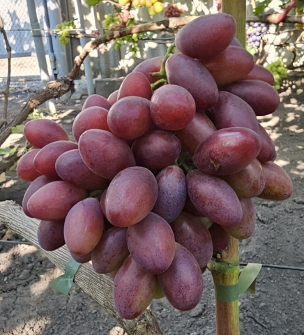 Шелковица