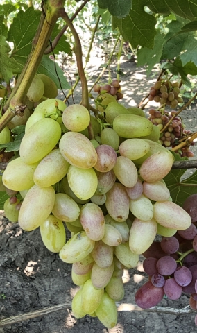 Лилия