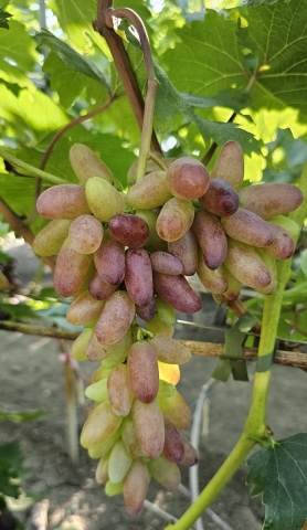 Линг-лонг